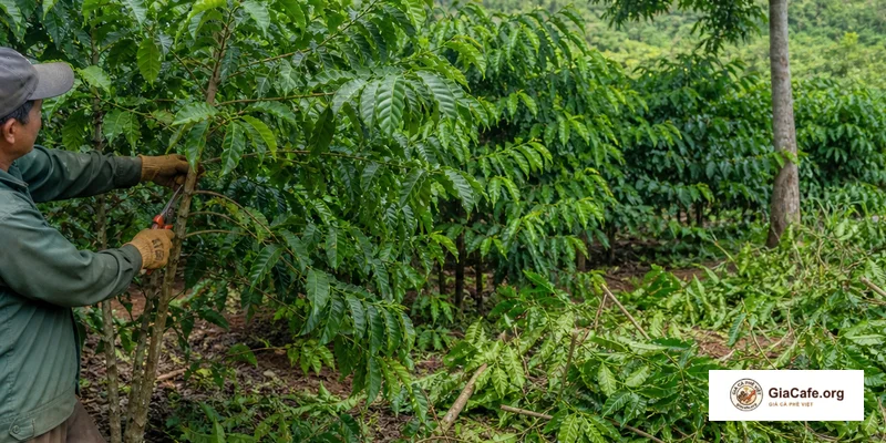 Cách tỉa cành tạo tán cà phê: Kinh nghiệm thực tế cho người làm cà phê