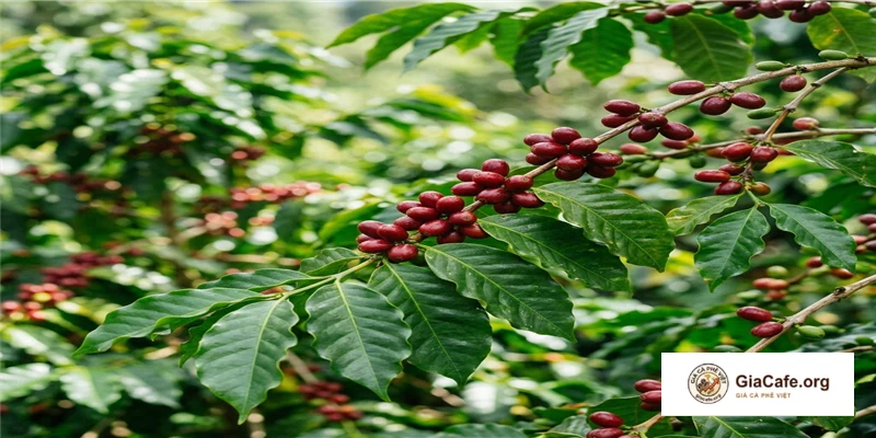 Hạt cà phê Arabica nhân xanh đặc sản hạt dài thon mượt sau khi chế biến ướt