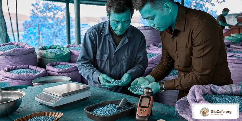 Quy trình thu mua cà phê nhân cần kiểm tra những gì
